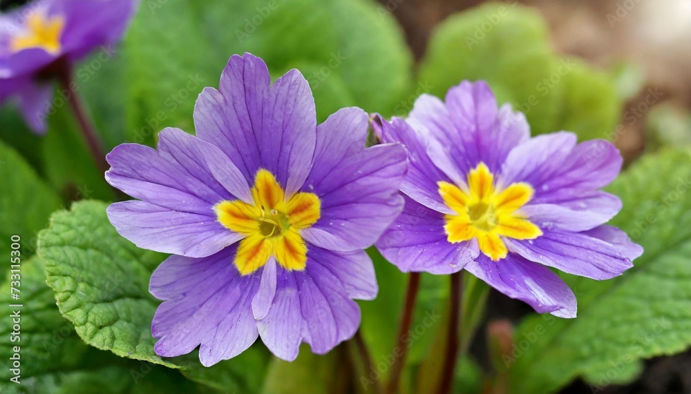 Wall mural two flowers of purple primula denticulata or drumstick primula in a garden close up against a background of green leaves with shallow depth of field