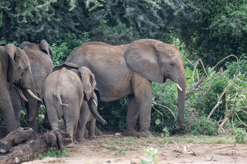 gray large African elephants in a large family with young offspring in the natural environment in a...