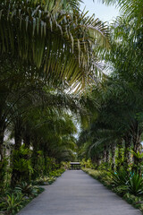 Obraz premium Tropical Palm-Lined Pathway Leading to Serene Garden