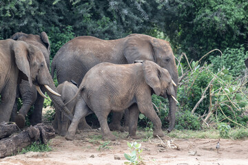 gray large African elephants in a large family with young offspring in the natural environment in a...