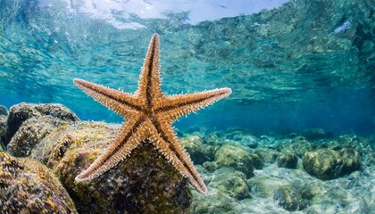 Fototapeta na wymiar starfish in the sea