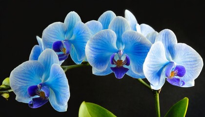 orchid blue flower