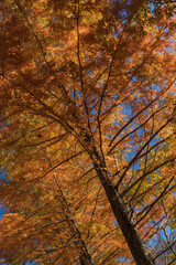 日本　福島県耶麻郡北塩原村、裏磐梯高原の紅葉の並木道