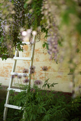 Wisteria in blossom and a ladder.