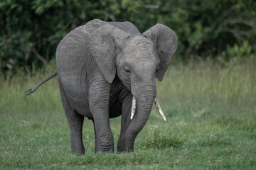 gray large African elephants in a large family with young offspring in the natural environment in a national park in Kenya