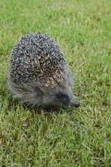 Closeup on a juvenile European common hedgehog, Erinaceus europaeus