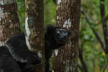 Madagascar Wildlife