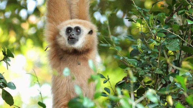 Gibbon perched in natural habitat among lush greenery. Endangered species and wildlife conservation.