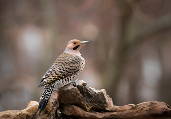 flicker on rock perch