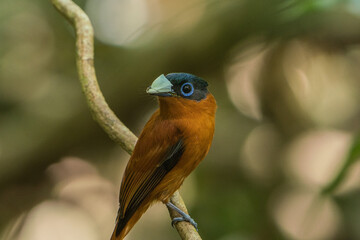 Madagascar Birdlife