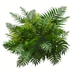 Beautiful green leaves of tropical plants isolated on white background. Lush green leaves bush.