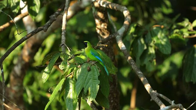 Green-crowned brilliant hummingbird perched in natural habitat. Wildlife and nature.