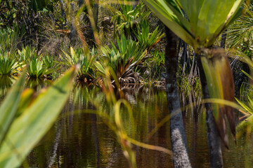 Landscape in Madagascar