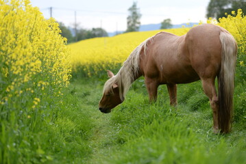 Gelb macht glücklich. Schönes goldenes Pferd inmitten gelber Blumen