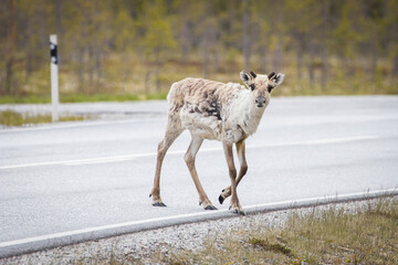 Baby reindeer on a road in Finland