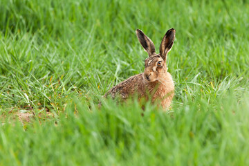 Beautiful Norfolk Brown hare in lush grass - 733123794