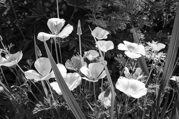 California poppies in black and white - 733123953