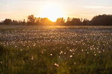 dandelions in sunset
