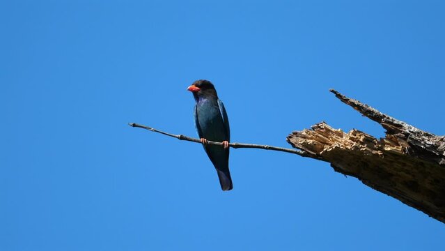 Broad-billed Hummingbird perched on branch against clear blue sky. Wildlife and nature.