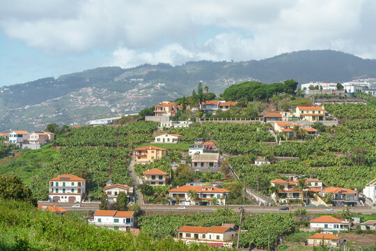 Bananen Anbau in Funchal auf der Insel Madeira