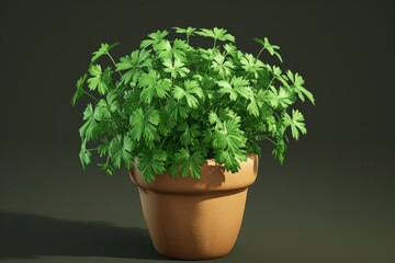 Fototapeta premium Parsley plant isolated with a pot