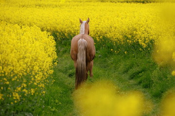 Gelb macht glücklich. Schönes goldenes Pferd inmitten gelber Blumen
