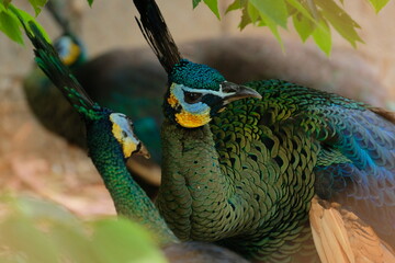 Peacocks - peacocks in the wild, close-up details of peacocks