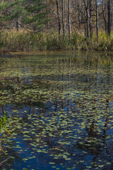 日本　福島県耶麻郡北塩原村、裏磐梯高原のレンゲ沼