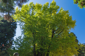 日本　福島県喜多方市慶徳町新宮の新宮熊野神社の大銀杏