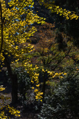 日本　福島県喜多方市慶徳町新宮の新宮熊野神社の境内の風景