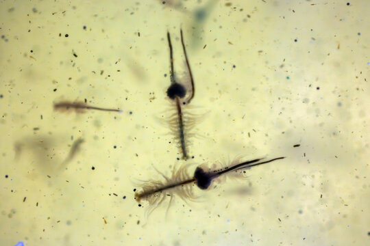 Artemia Salina - Brine Shrimp are food of Seahorses and many other Saltwater Animals