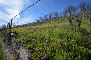 Vineyard on the Lemberg with rows of old vines. A wall, an old fence and a meadow separate the...