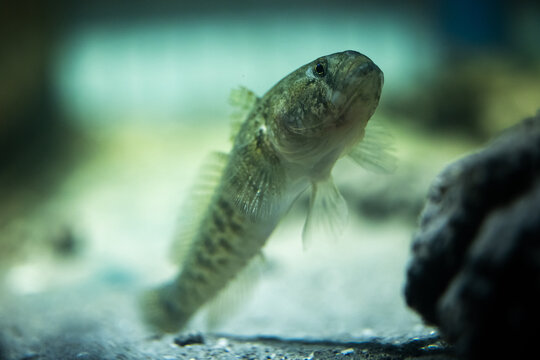 Padogobius Bonelli - Ghiozzo Padano - Padanian Goby - Gobiidae