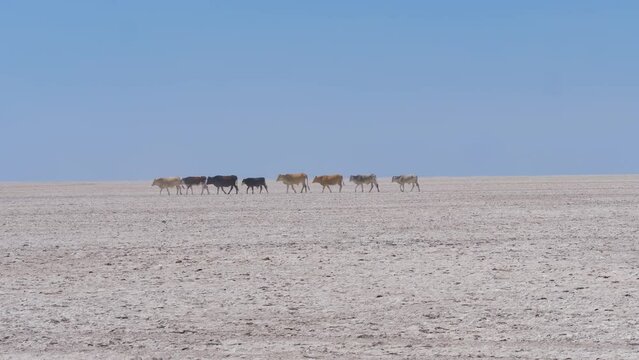 Cows walking on the desolate Makgadikgadi salt pan, Botswana