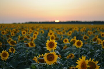 A Field of Sunflowers With the Sun Setting in the Background