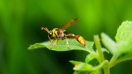 Image of potter wasp (Delta sp, Eumeninae) on green leaf. Insect Animal