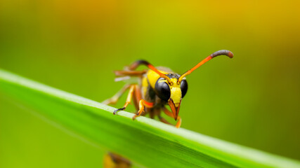 Extreme face close-up of potter wasp on the green grass , insect macro
