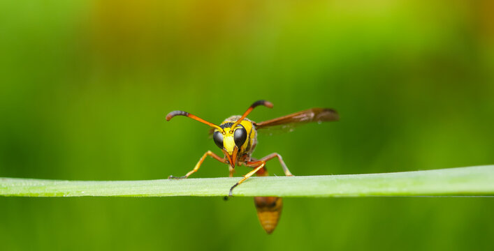 Extreme face close-up of potter wasp on the green grass , insect macro