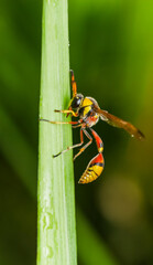 Potter wasps (or mason wasps), the Eumeninae, are a cosmopolitan wasp group presently treated as a subfamily of Vespidae, but sometimes recognized in the past as a separate family, Eumenidae