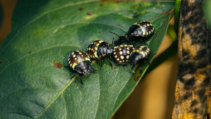 Southern green stink bug babies on zucchini leaf. Group of instar nymphs from southern green shield bug or Nezara viridula. Invasive pests in garden. Stunning markings. Selective focus.