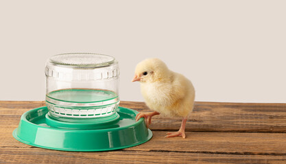 Little chicken drinks water from a drinking bowl
