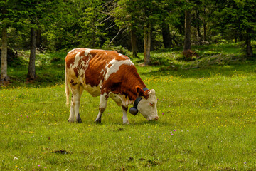 Fototapeta na wymiar Grazing cow on the grassy slope of the Italian Dolomites.
