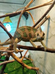  Yemeni chameleon, reptile terrarium, zoo