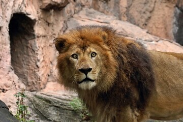 目を見開くオスのライオン