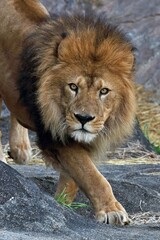 歩いて来るカメラ目線のオスのライオン