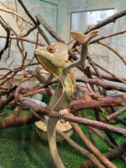 Yemeni chameleon, reptile terrarium, zoo