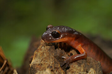 Closeup on a high red colored Souther Ensatina eschscholtzii salmaander with an all black eye