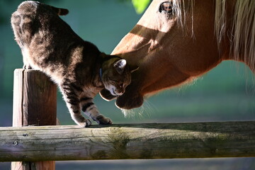 Tierische Freundschaft. Getigerter Kater schmeichelt mit Pferd, Detail © Grubärin