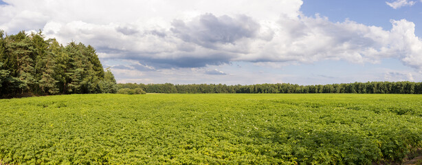 Panorama vom Feld mit blühenden Kartoffelpflanzen