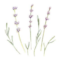 Naklejka premium Lavender flowers leaves